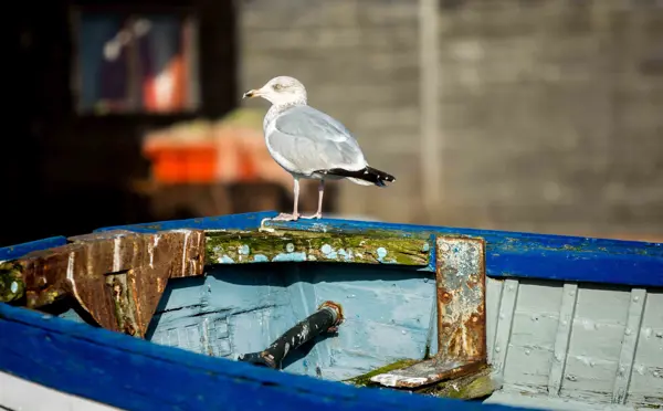 The Brudenell hotel, bird on a boat