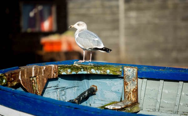 The Brudenell hotel, bird on a boat