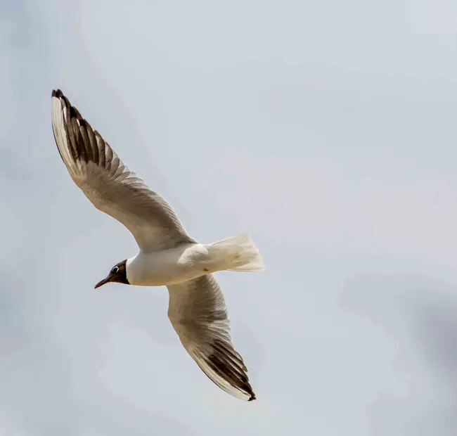 Aldeburgh, Seagull in Flight