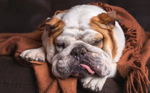 Brudenell Hotel - Aldeburgh - dog friendly